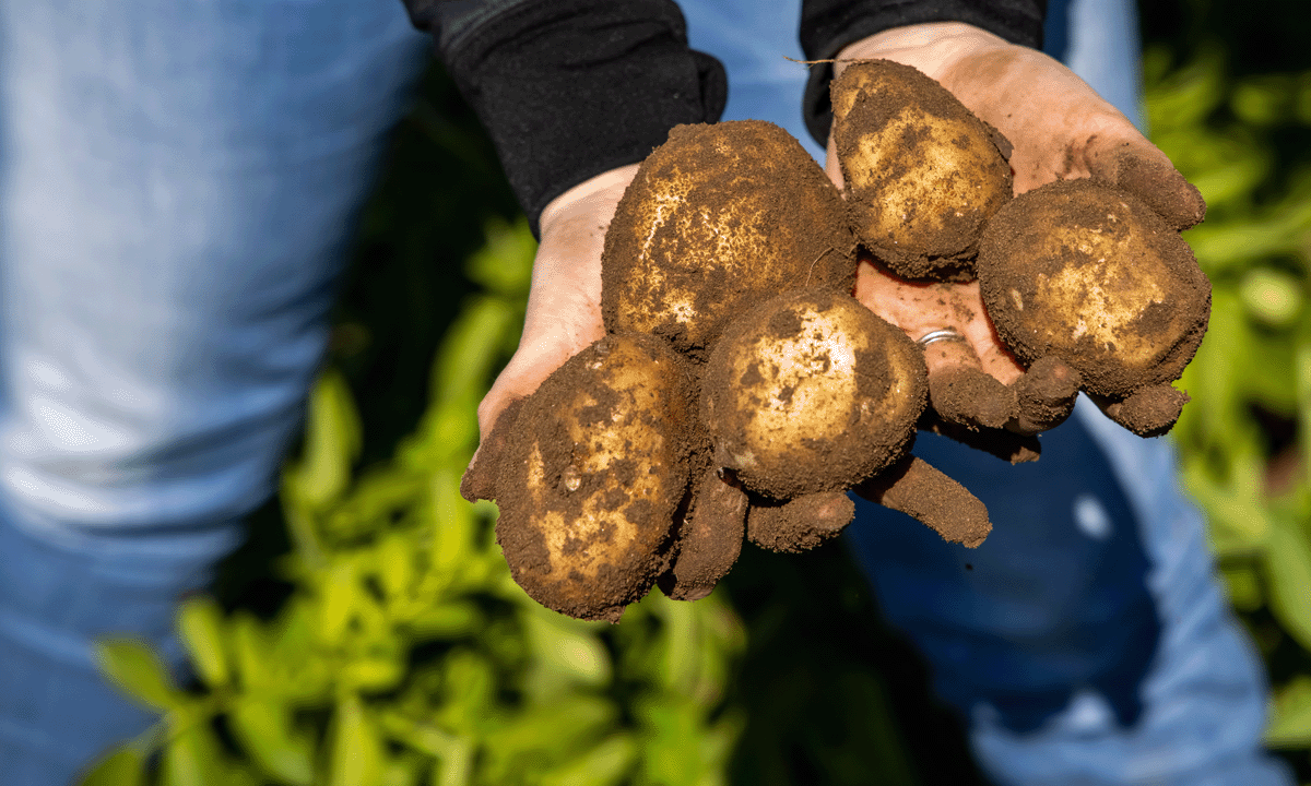 Hands holding freshly harvested potatoes