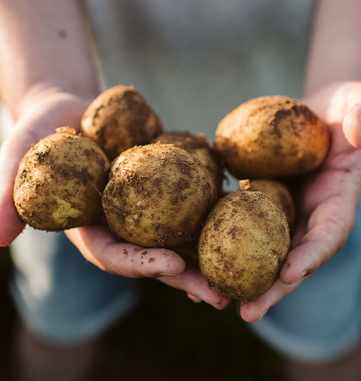 Hands holding multiple potatoes